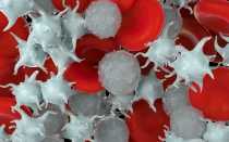 Как поднять количество тромбоцитов в крови