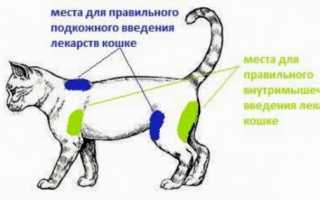 Укол кошке — делаем правильно