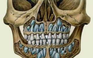 Есть ли корень в молочных зубах?