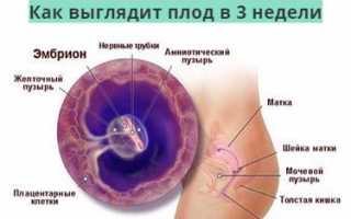 Развитие плода по неделям беременности