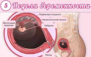 5 неделя беременности: что происходит с малышом и мамой